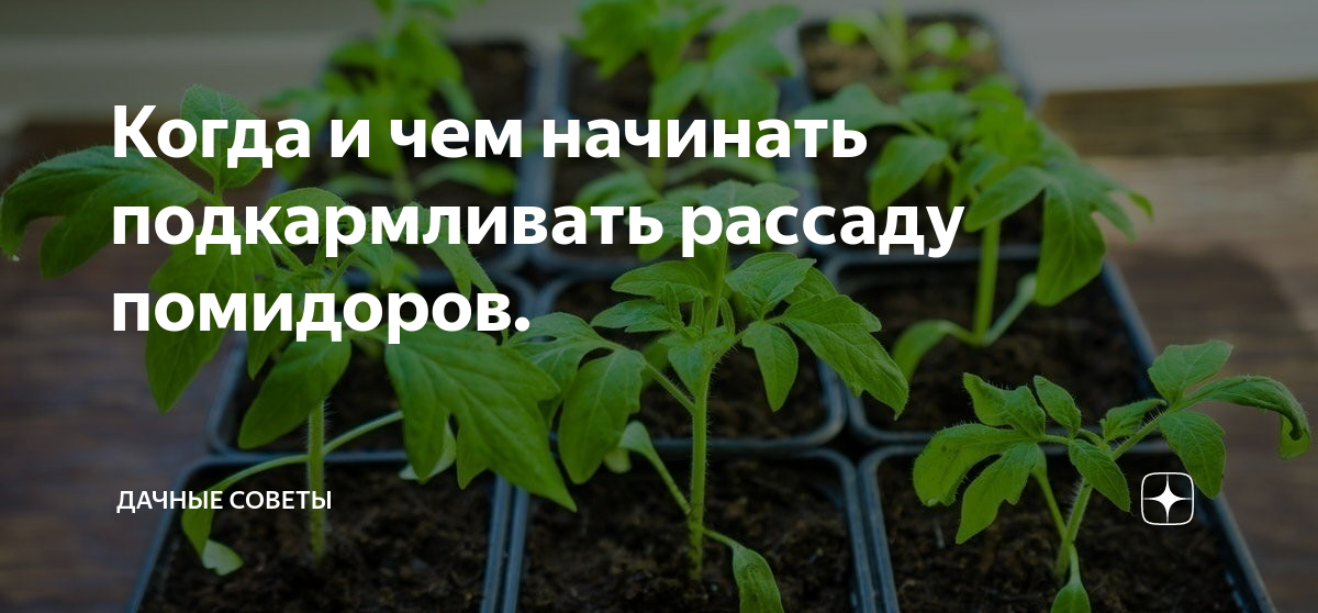 Слабая рассада томатов чем подкормить. Как выглядит рассада помидор. Чем подкормить рассаду томатов. Помидор растет в рассаде. Слабая рассада помидор.