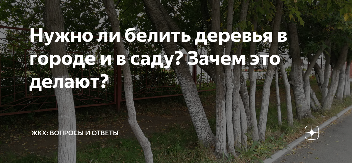Нужно ли белить деревья в городе и в саду? Зачем это делают? | жкх ...