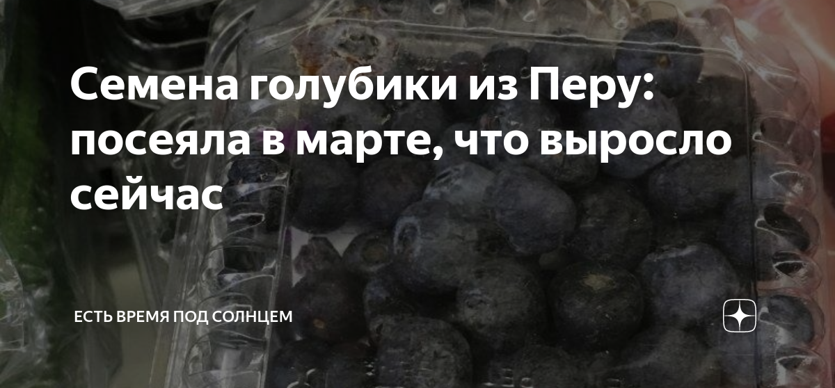 Семена голубики из Перу: посеяла в марте, что выросло сейчас | Есть ...