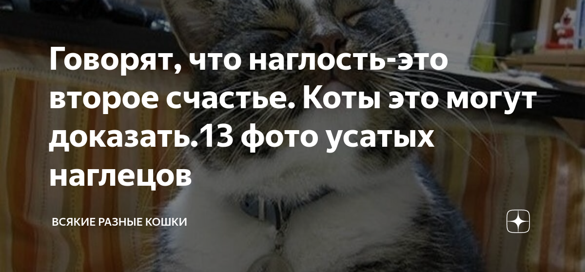 Наглость 7 букв. Наглость. Кошка странно сидит. Сел и рассказал коту про свою работу фото. Почему кошка странно сидит.