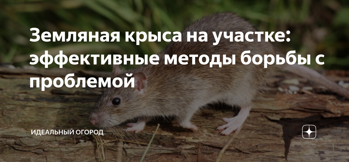 Водяная крыса (19 фото): эффективные способы борьбы с земляной крысой на участке