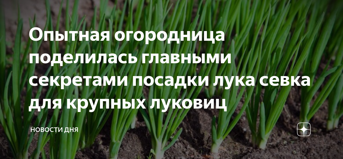 Чем обработать лук севок от луковой мухи. Полив лук солью. Посадить лук.