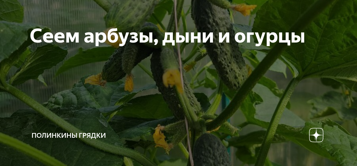 На какую глубину сажать дыню и арбуз