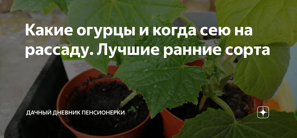Какие огурцы и когда сею на рассаду. Лучшие ранние сорта | Дачный ...