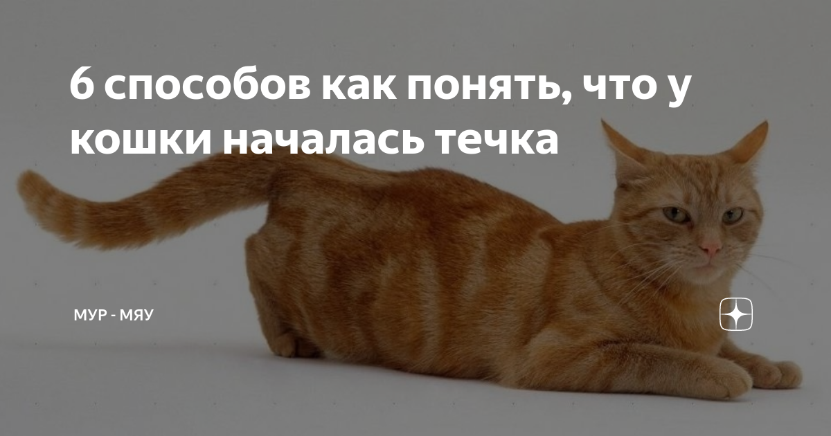 Как понять что у кошки начинается течка. Кошки любовь. Кот позирует. Как понять что у кошки начинается течка. Как понять что у кошки начинается течка.