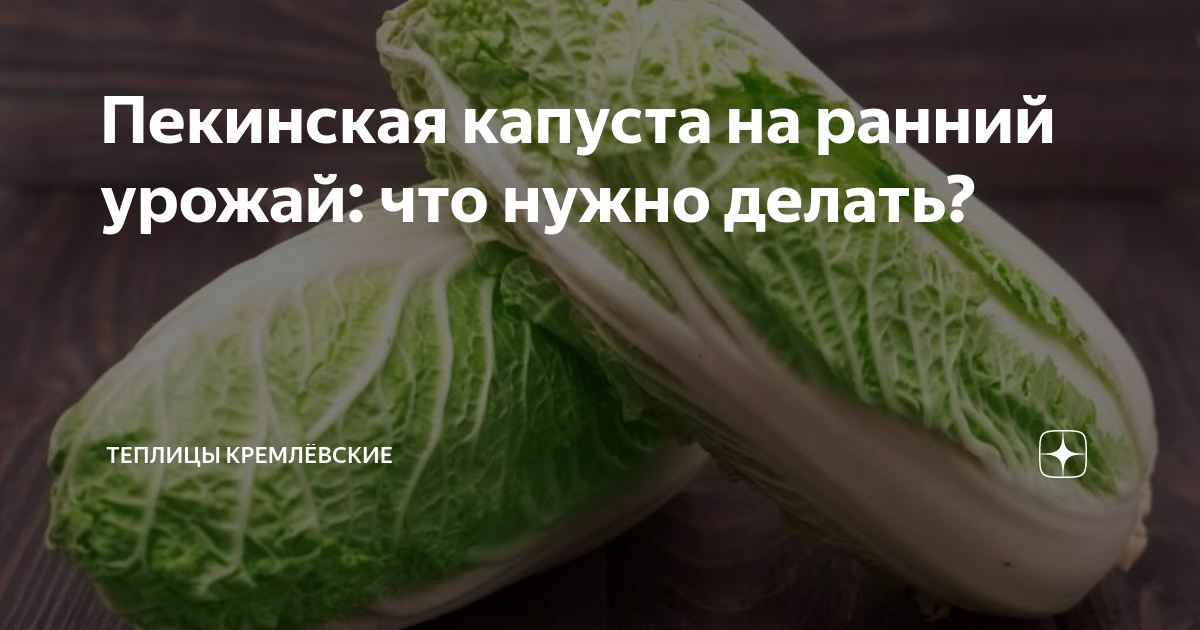Пекинская капуста на ранний урожай: что нужно делать? | Теплицы ...