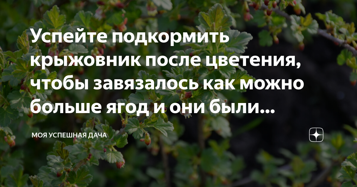 Чем подкормить черешню во время цветения. Ягодные кустарники и клубника опрыскивание. Подкормка для крыжовника весной большого урожая до цветения. Смородина завязывает ягоды чем подкормить куст. Жимолость после цветения завязываются ягоды.