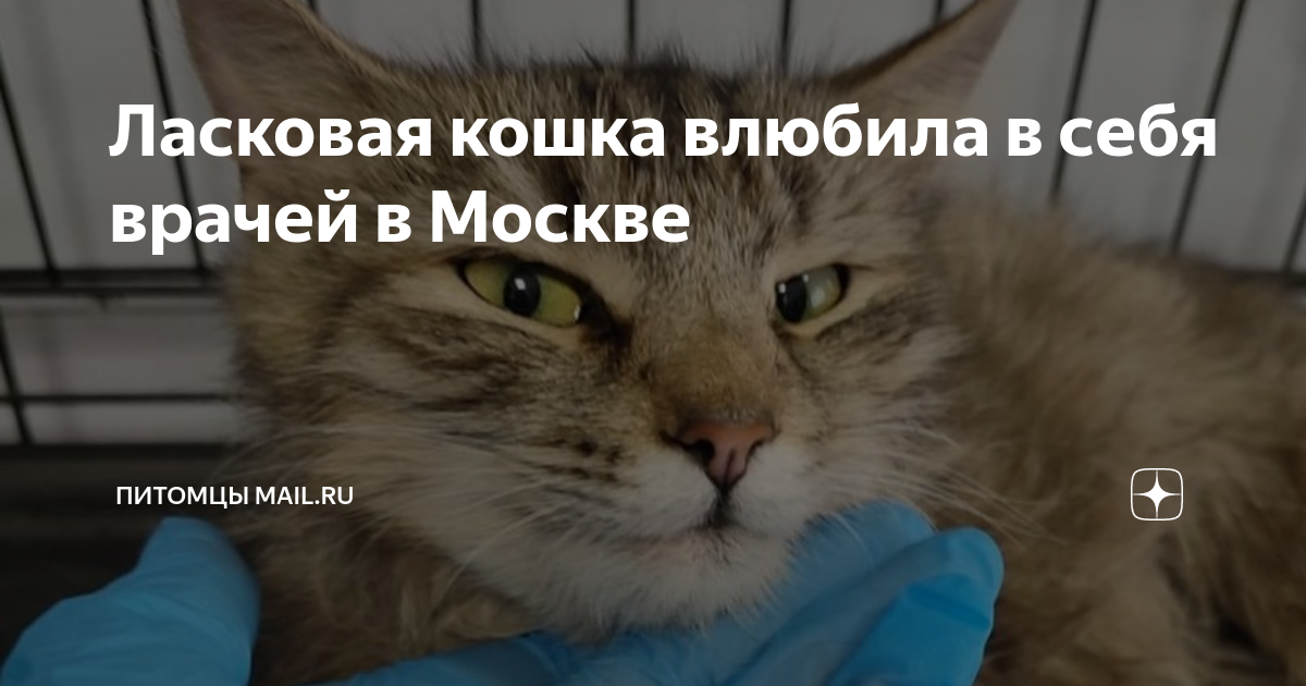 Ласковая кошка влюбила в себя врачей в Москве | Питомцы Mail.ru | Дзен