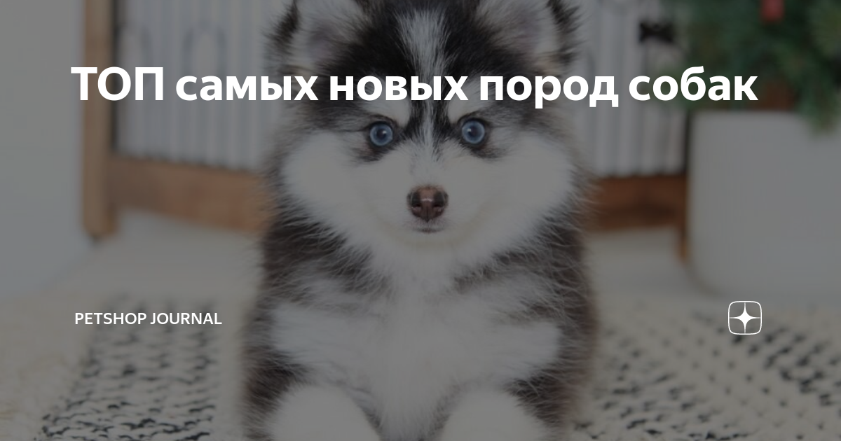 Российские кинологи составили рейтинг самых популярных пород собак 2019 года
