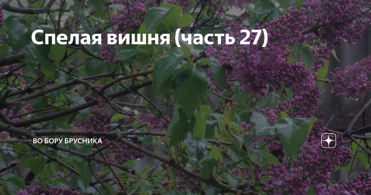 Дзен во бору брусника путеводитель по каналу