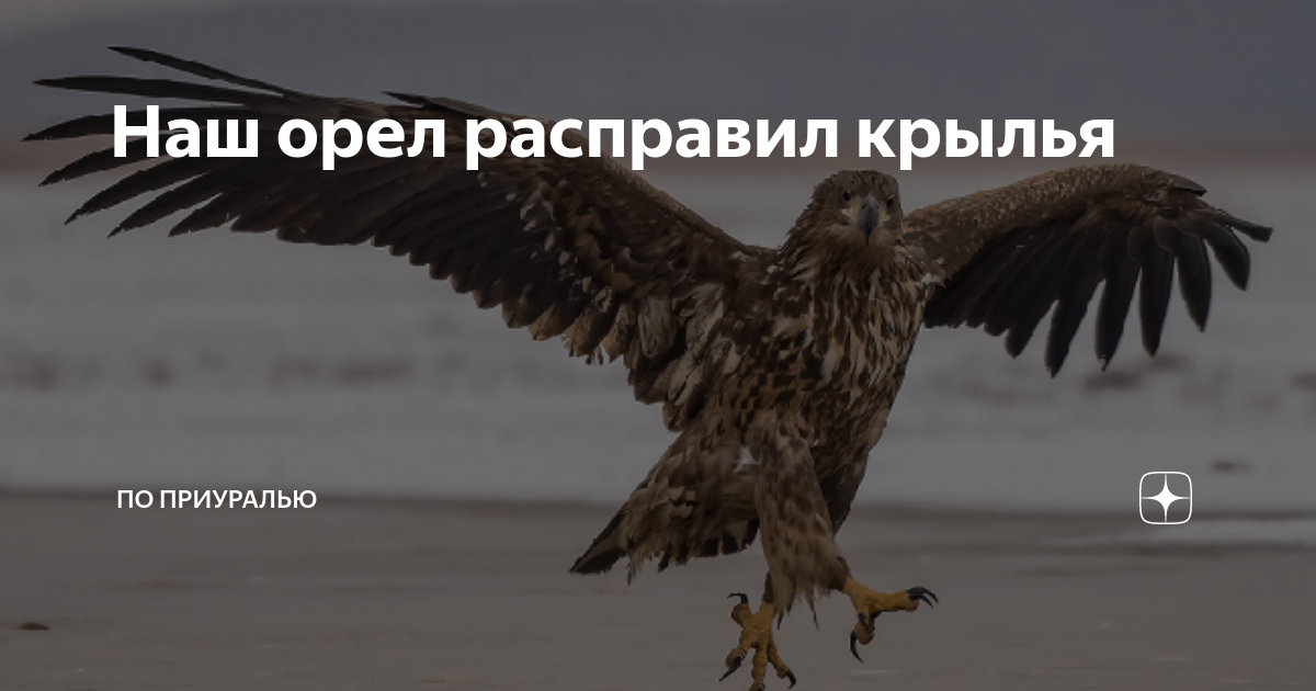 Наш орел расправил крылья | По Приуралью | Дзен