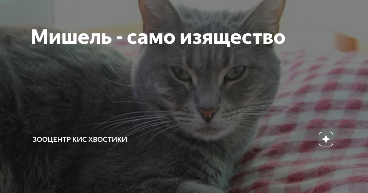 омские хвостики приют дзен. кошкин хвост кошкин. дзен хвостики. кот омский обыкновенный. омские хвостики приют для животных.