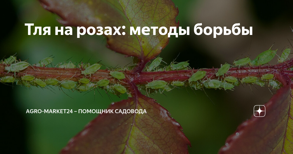 Тля на розах: методы борьбы | Аgro-Мarket24 – помощник садовода | Дзен