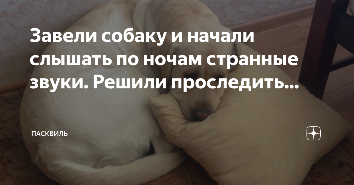 Слева раздались странные звуки. Живот издает странные звуки часто. предметы которые издают странные звуки. странные звуки из вентиляции.