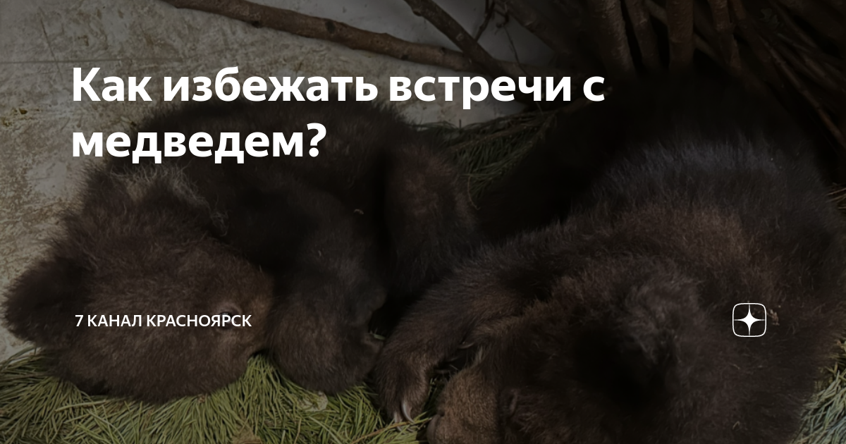 как избежать встречу с медведем. при встрече с медведем. памятка если встретил медведя. как избежать встречу с медведем. памятка при встрече с медведем.