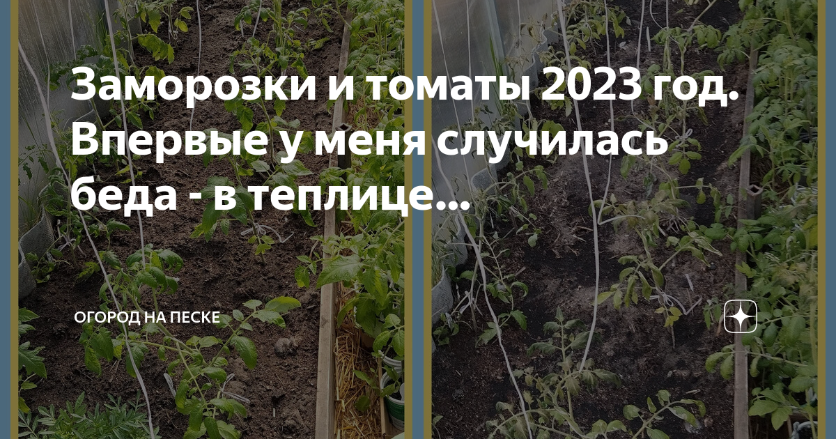 Томаты 2023