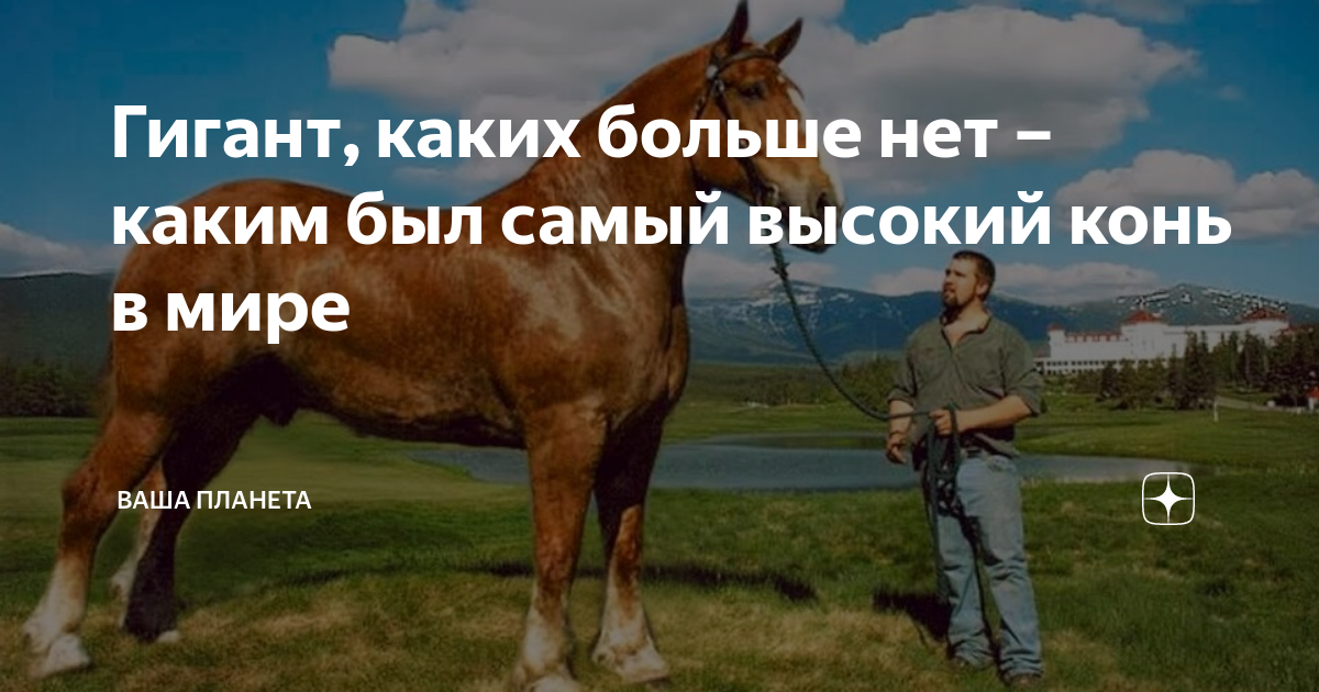 Гигант, каких больше нет – каким был самый высокий конь в мире | Ваша ...