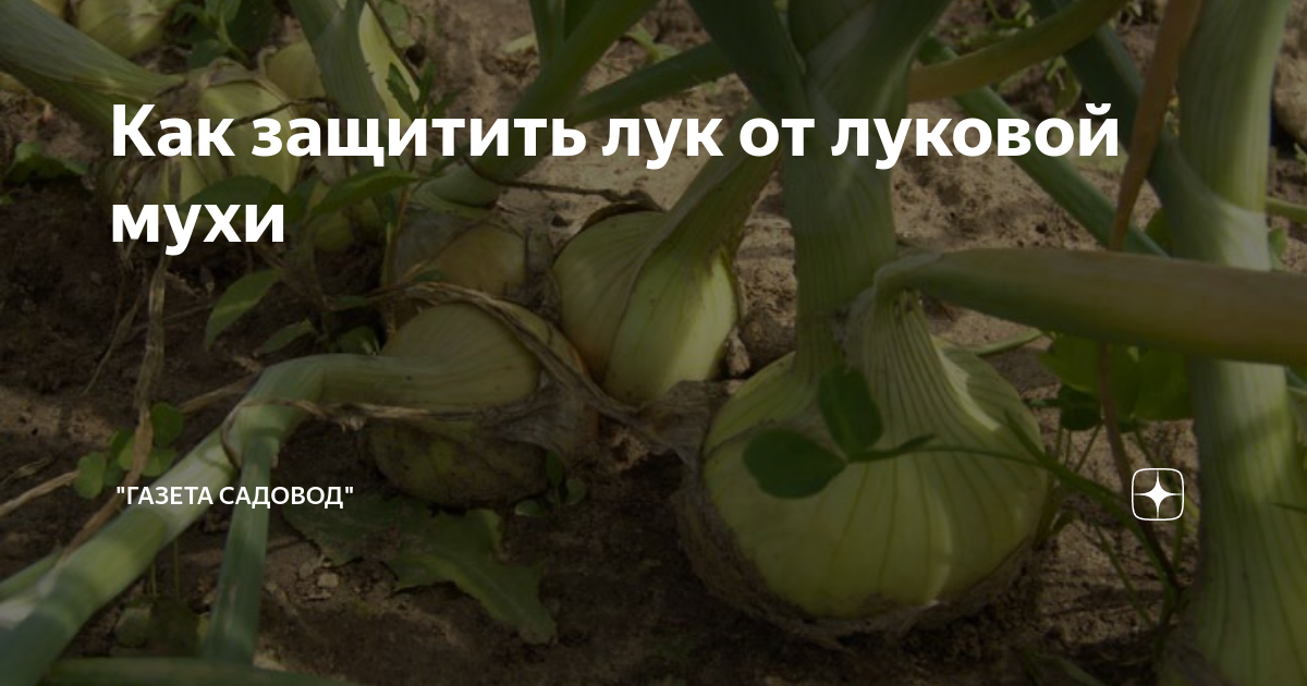 Как защитить лук от луковой мухи | "Газета садовод" | Дзен