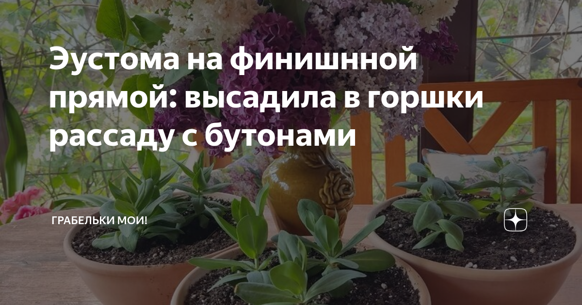 Эустома на финишнной прямой: высадила в горшки рассаду с бутонами ...