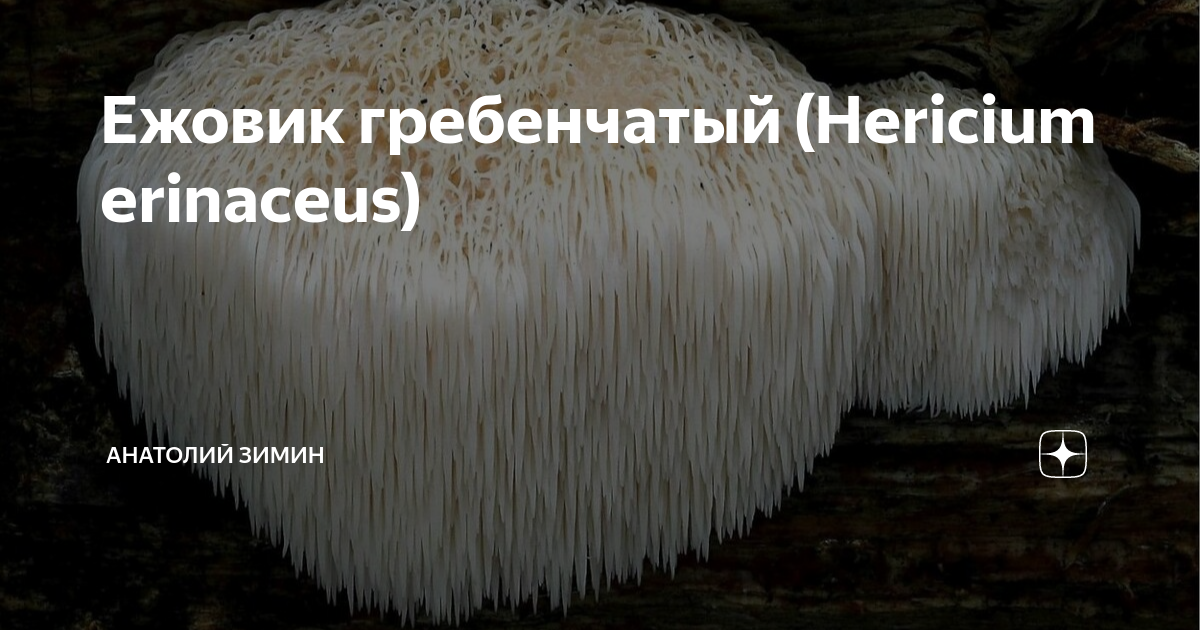 Ежовик гребенчатый (Hericium Erinaceus). Ежовик гребенчатый мицелий. Ежовик гребенчатый в капсулах. Ежовик гребенчатый полезные свойства.