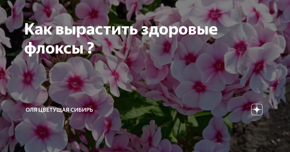 Как вырастить здоровые флоксы ? | Оля цветущая Сибирь | Дзен