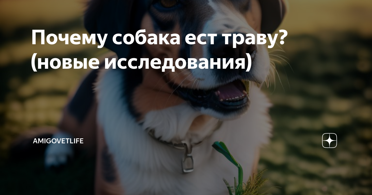 почему собака вялая и ничего не ест