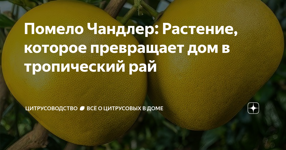 Помело Чандлер: Растение, которое превращает дом в тропический рай ...