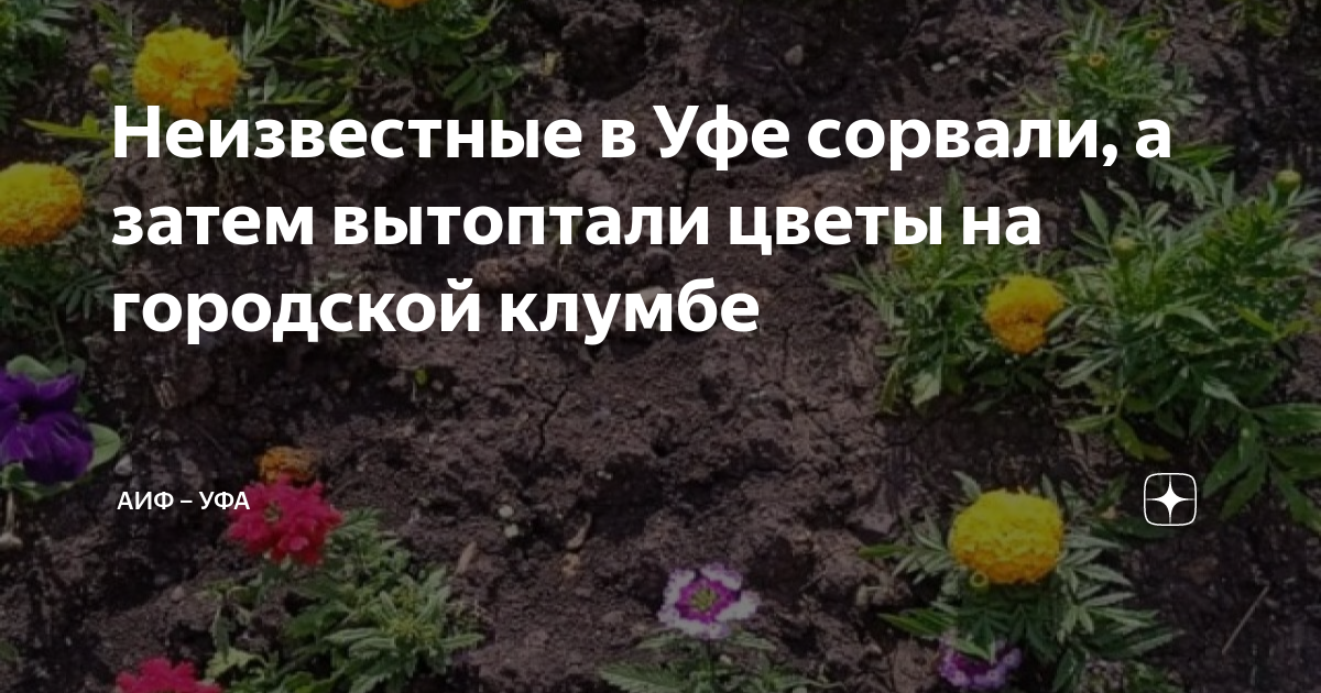 Неизвестные в Уфе сорвали, а затем вытоптали цветы на городской клумбе ...