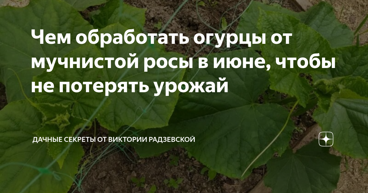 Чем обработать огурцы от мучнистой росы в июне, чтобы не потерять ...