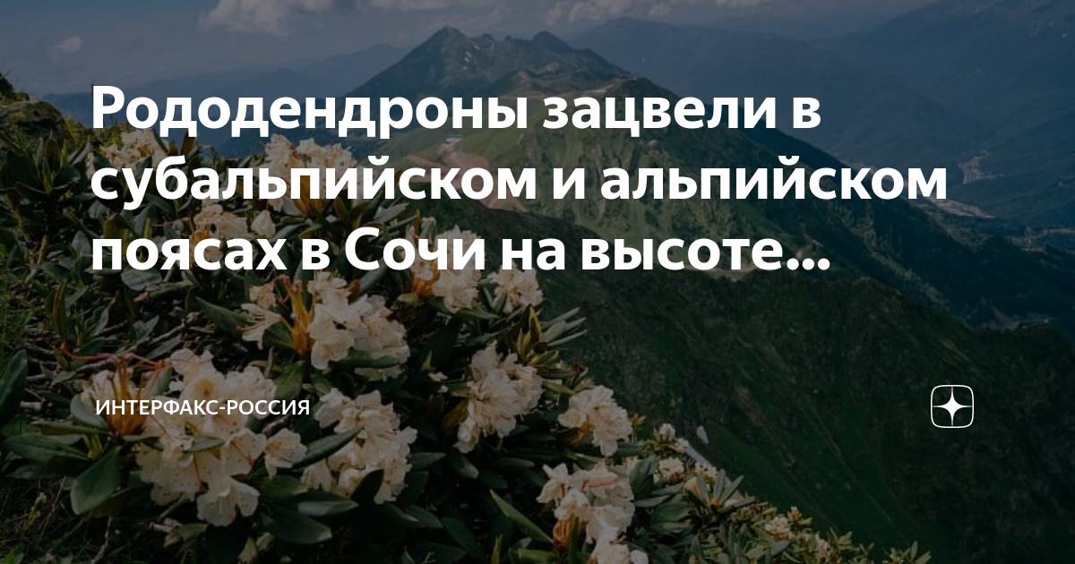 Рододендрон дикий в горах