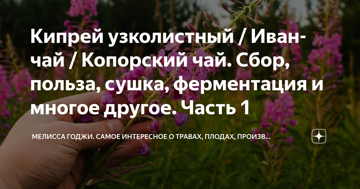 Как заготовить иван-чай на зиму? Ферментация иван-чая в домашних условиях