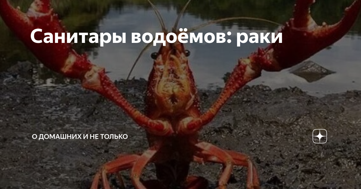 почему раки санитары водоемов | Дзен