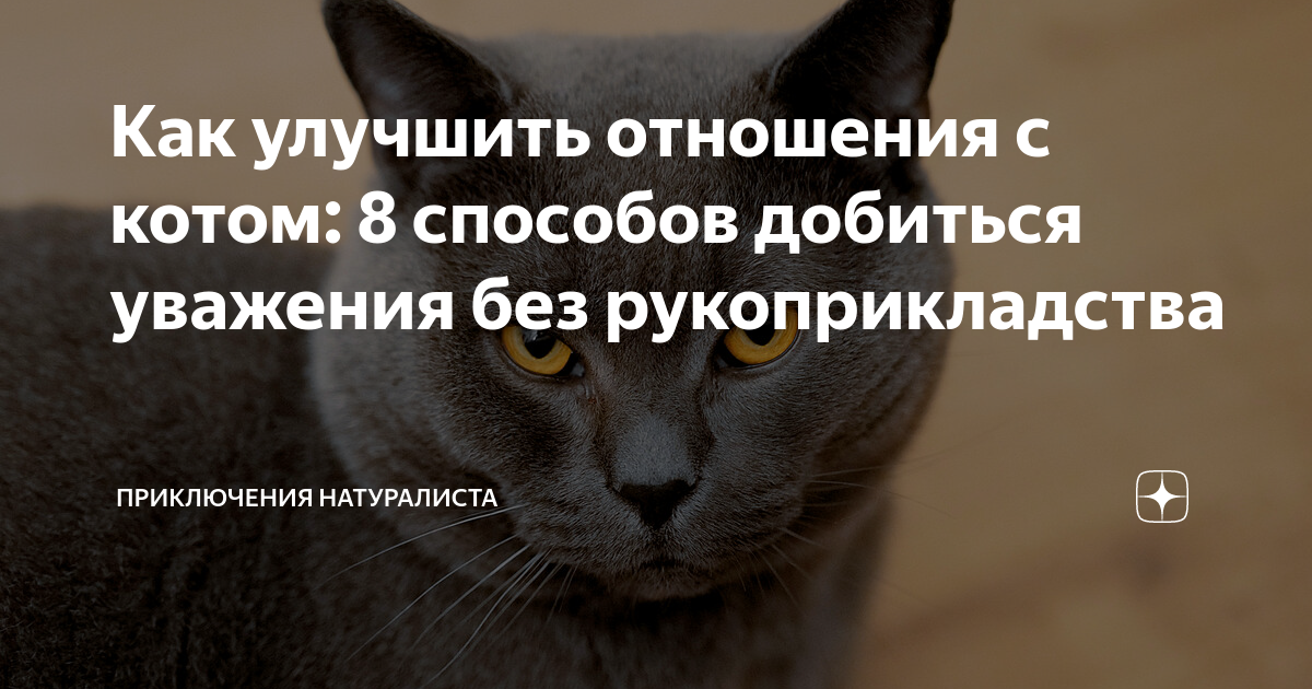 можно ли котам нюхать благовония