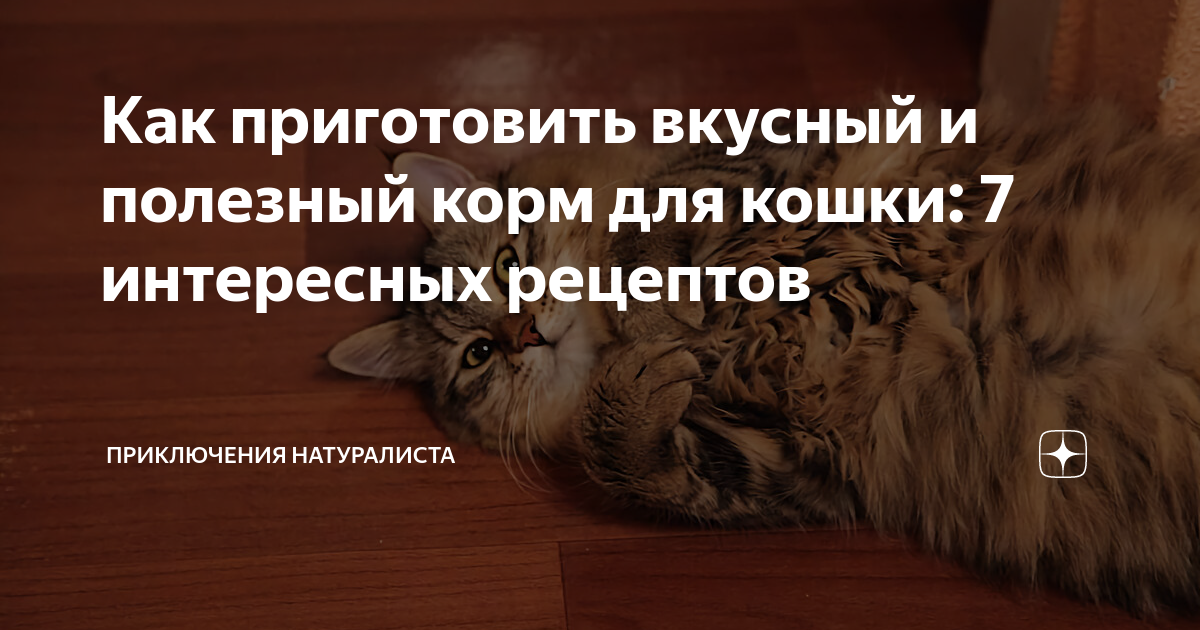 Действительно ли в Бобруйске травят бездомных животных? Расследуем