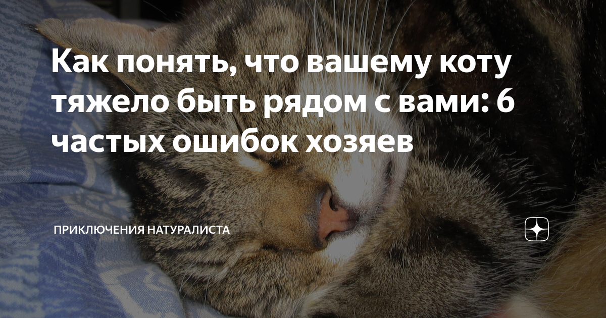 как понять что кот тебя не любит