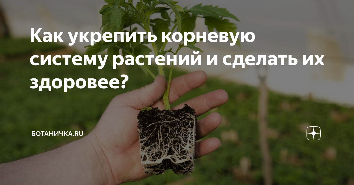 Корневая система петунии. Корневая система боярышника. Фазы развития растений для пикировки. Цинния корневая система.