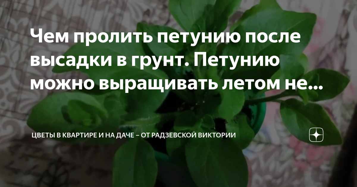 Чем пролить петунию после высадки в грунт. Петунию можно выращивать ...