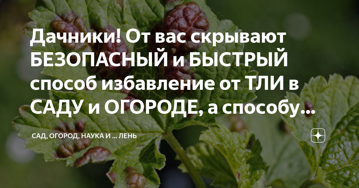 Дачники! От вас скрывают БЕЗОПАСНЫЙ и БЫСТРЫЙ способ избавление от ТЛИ ...