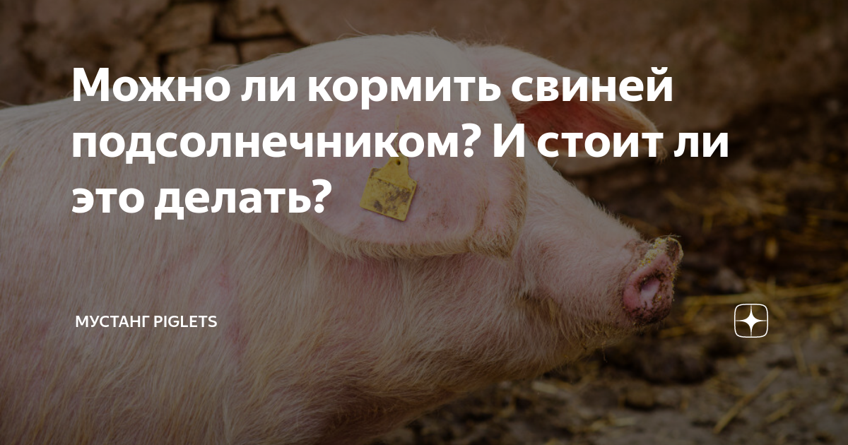 Можно ли давать поросятам тыкву