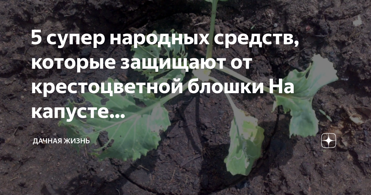 Крестоцветная блошка на капусте чем обработать. Крестоцветная блошка на клубнике. Крестоцветная блошка препараты. Блошка на клубнике как бороться. Фитоверм от крестоцветной блошки.