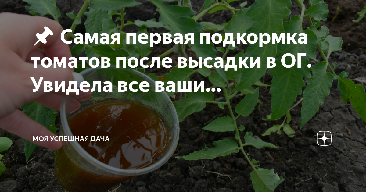 Чем подкормить помидоры после высадки. Подкормка томатов после высадки. Народные подкормки для помидор. Первая подкормка помидор. Помидоры после высадки.