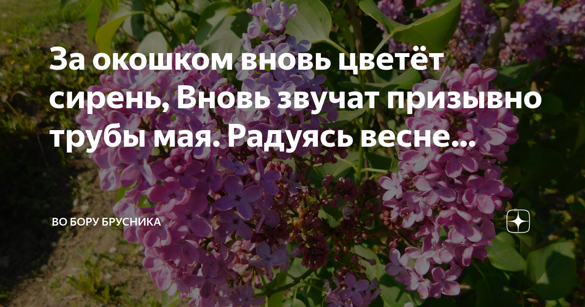 Что цветет сиреневым в мае. Под окном распустилась сирень стихи. Вот цветет под окошком. С чудесным запахом сирени уходит от нас.