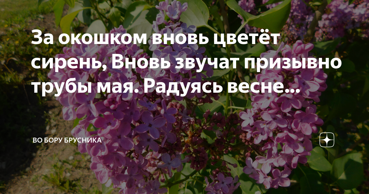 Канал во бору брусника на дзен читать. Сирень, сирень…ты снова зацвела.. Во Бору брусника дзен читать рассказ.