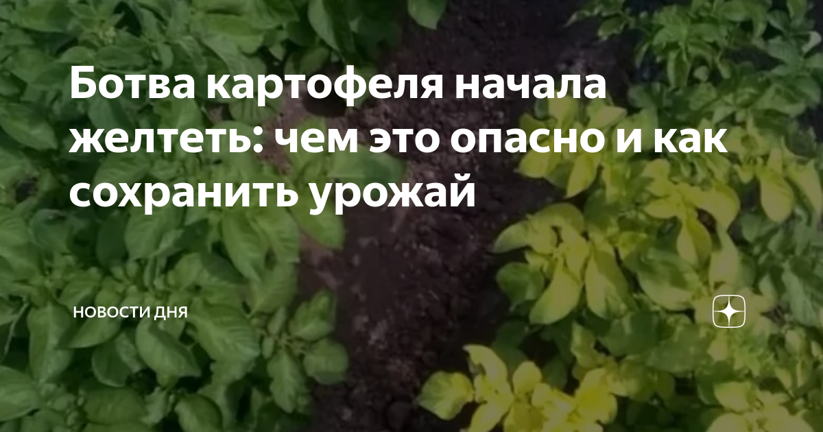 Желтеет ботва картофеля что делать. Черенкование сурфинии. Ботва картофеля.