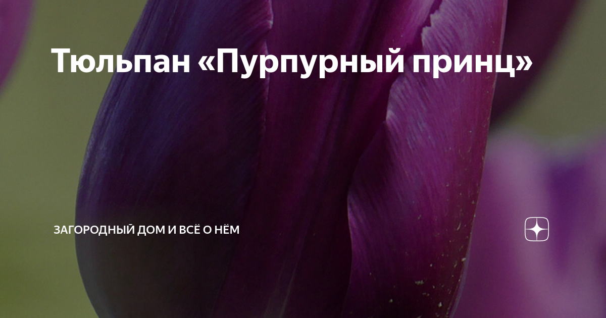 цинния георгиновидная пурпурный принц. семена цинния пурпурный принц октябрина ганичкина. цинния королевский пурпур. пурпурный принц. пурпурный принц.