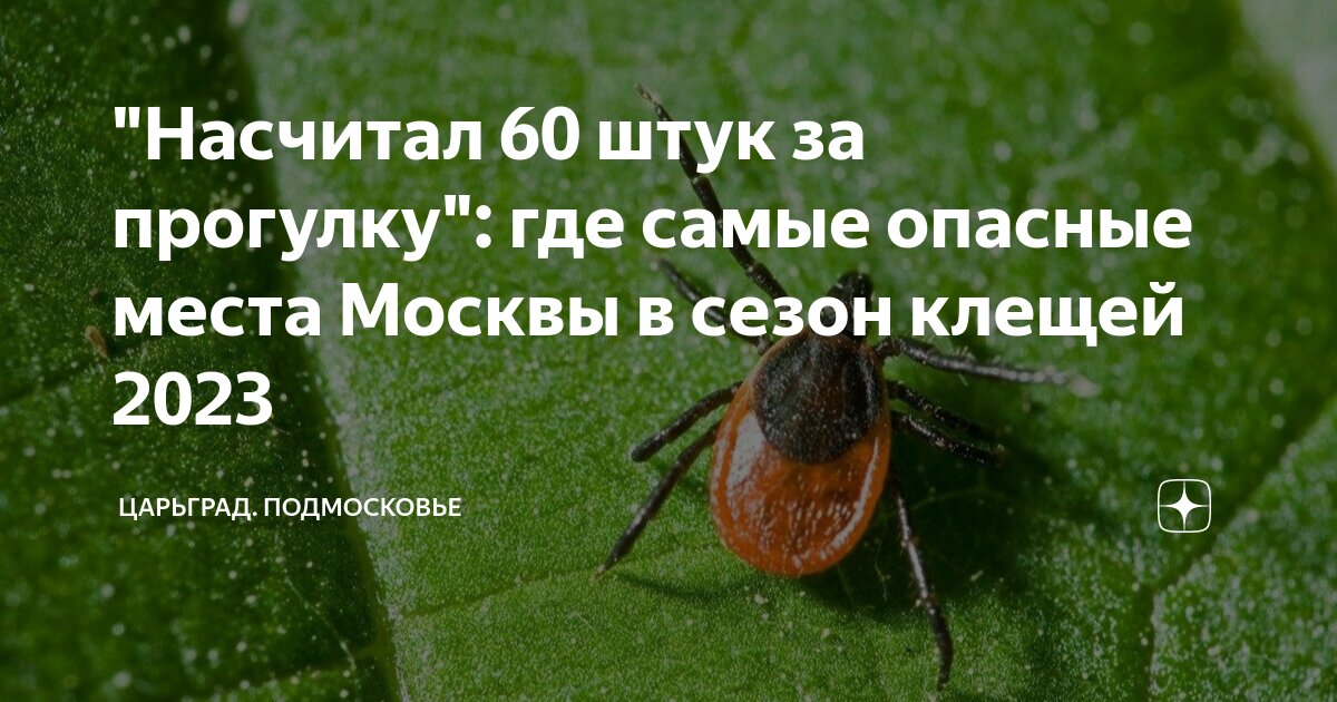 Клещи в подмосковье сейчас. Клещи в Подмосковье 2023. Карта клещей.