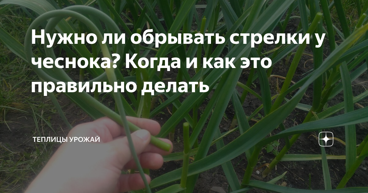 Чеснок с грядки обрезанный. Стрелы чеснока. Стрелки чеснока. Стрелки чеснока когда обрывать и как. Стрелки чеснока когда обрывать и как.
