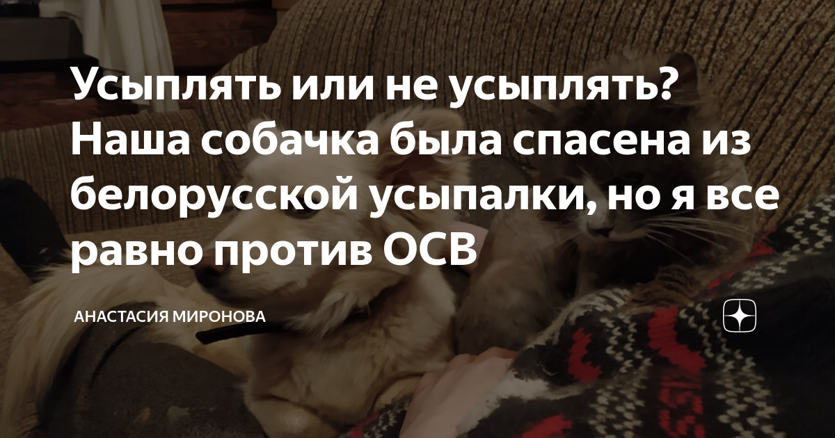 Усыплять или не усыплять? Наша собачка была спасена из белорусской ...
