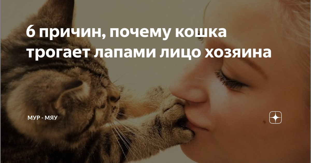 у кота не заживает десна