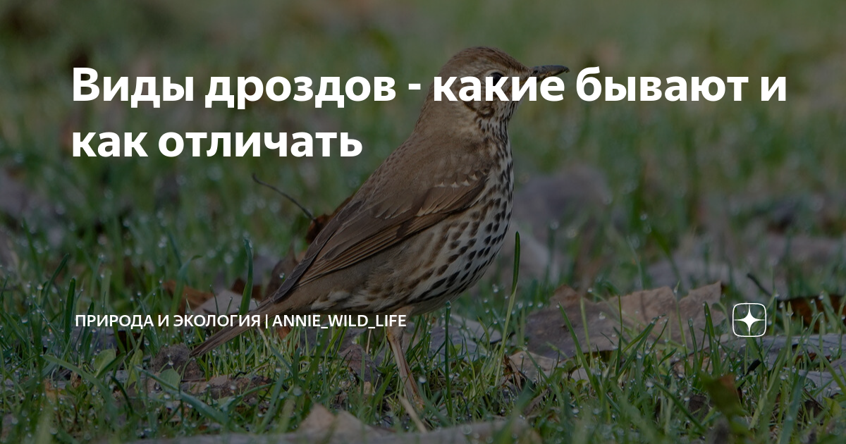 дроздов в мире животных жив